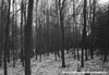 SOSE - v lese za vesnic Sose, soust prodnho parku Jesenicko ( foto: autor serveru, 2002).
